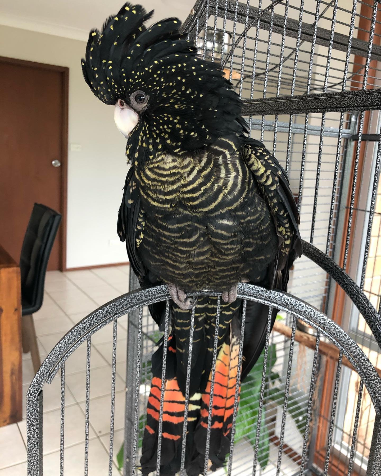 Major Mitchells Cockatoo Parrots for Sale