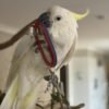 cockatoo for sale near me