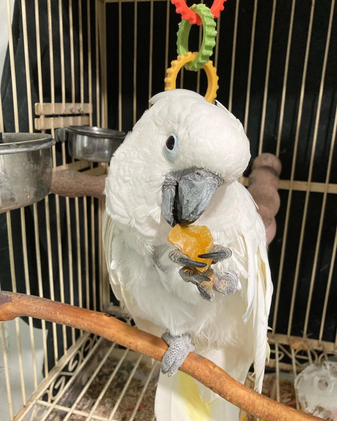 cockatoo for sale ireland
