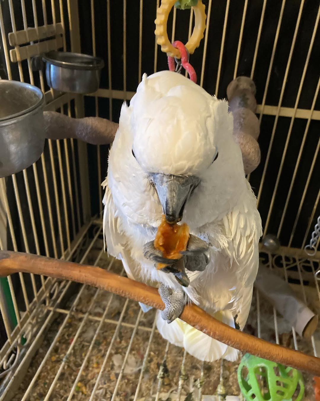 cockatoo for sale ireland