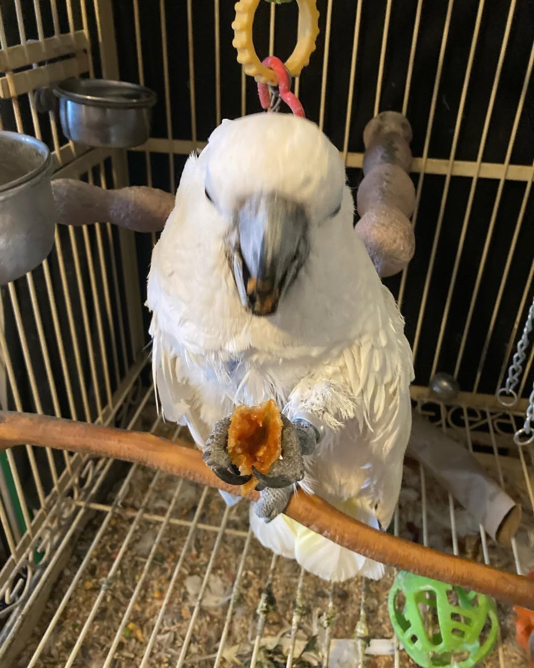 cockatoo for sale ireland