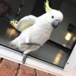 cockatoo for sale near me