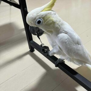 umbrella cockatoo for sale near me