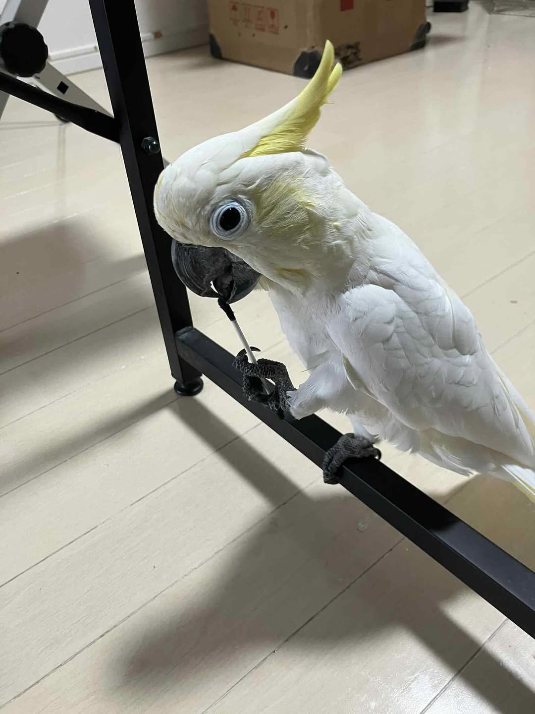 umbrella cockatoo for sale near me