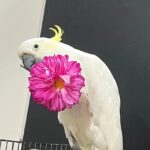 Why buy a bird from us instead of a local pet store?