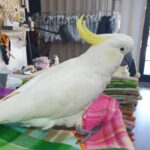 What exactly is included in the Lifetime Support for Bird Owners at COCKATOO FOR SALE HOME?
