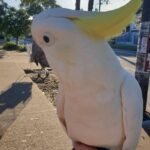 How does Our Philosophy affect the way you ship birds?