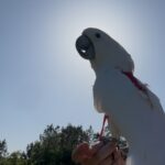 Are male or female cockatoos better pets?