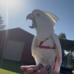 Are cockatoos good with children?