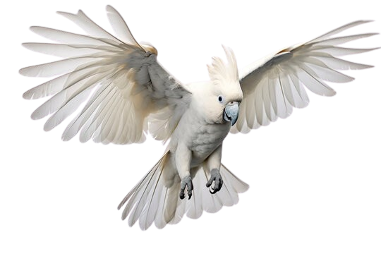 Cockatoo parrots for sale in Netherlands