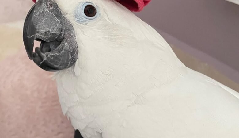 Cockatoo birds in Puerto Rico