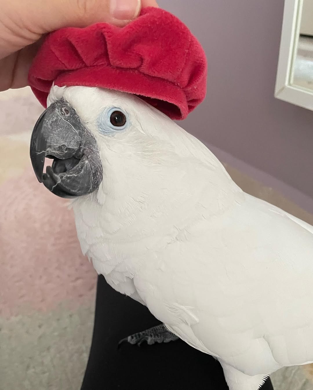 Cockatoo breeders in Ireland