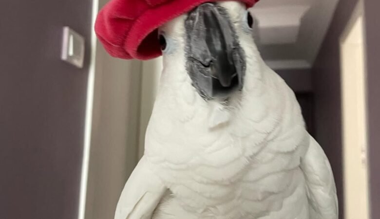 Cockatoo birds in United Arab Emirates