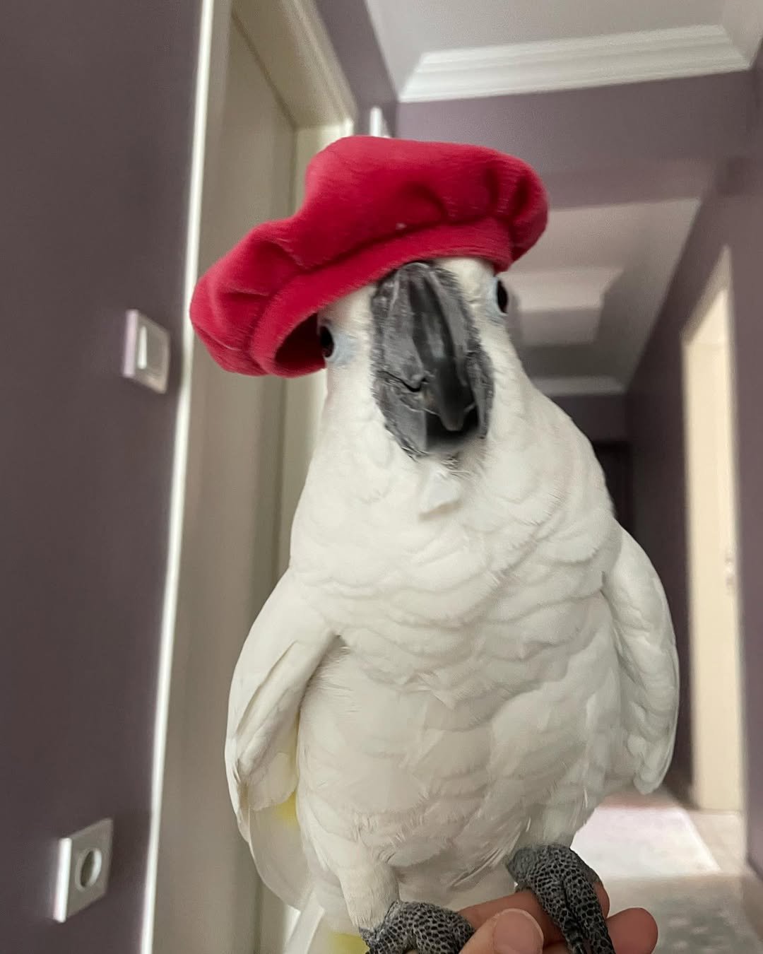 Cockatoo breeders in United Kingdom