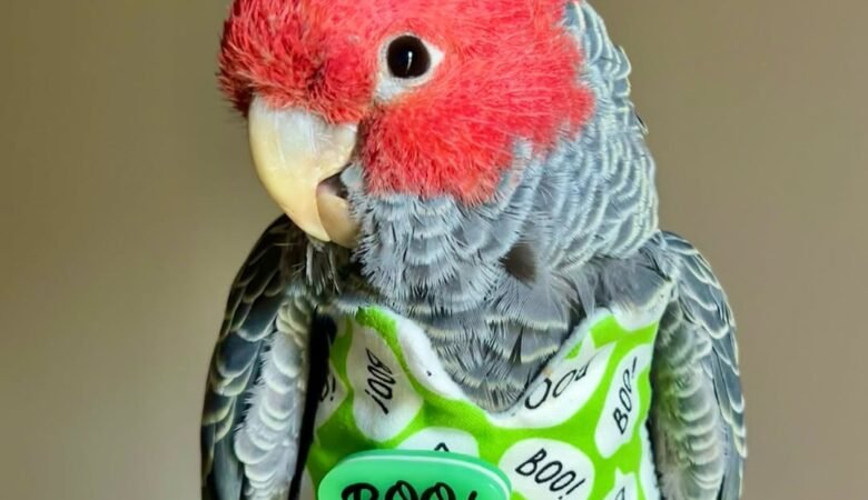 Cockatoos for sale in Kansas