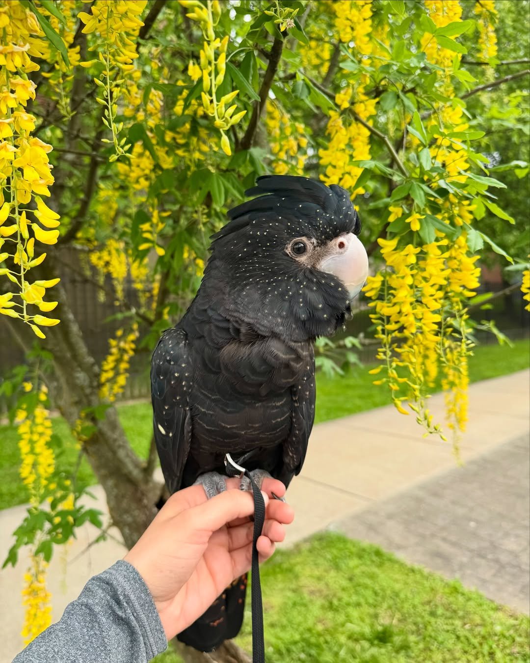 Cockatoo breeders in Canada