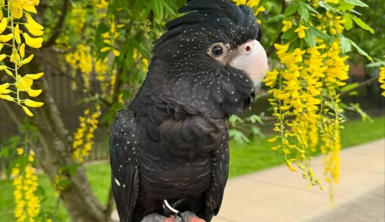 Cockatoo parrots in Denmark
