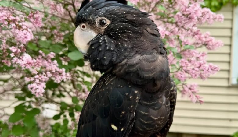 Cockatoo birds in New York