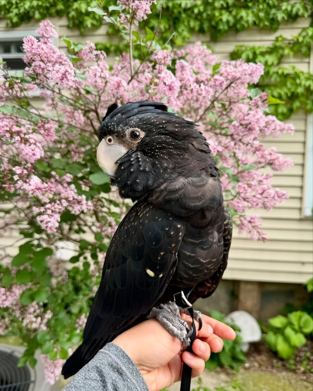 Cockatoo breeders in Wyoming