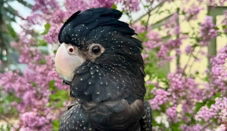 Cockatoos for sale in Michigan