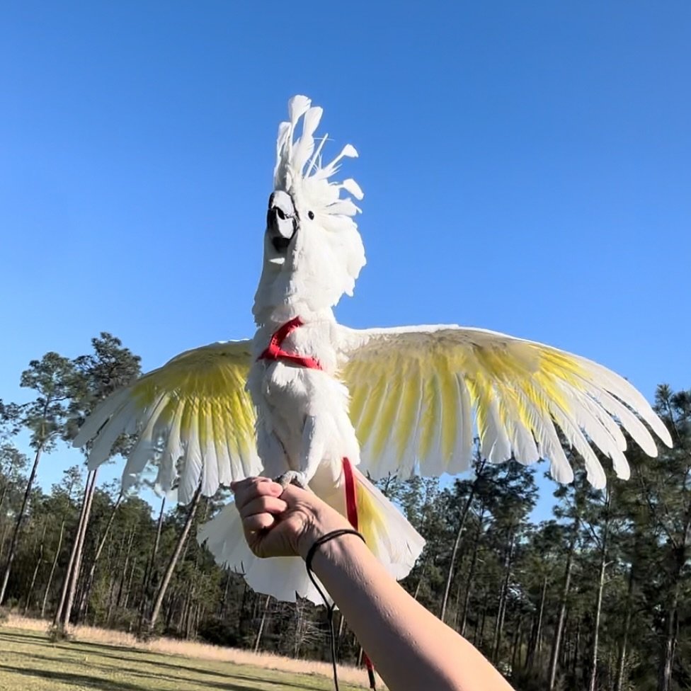 Cockatoo breeders in Vermont