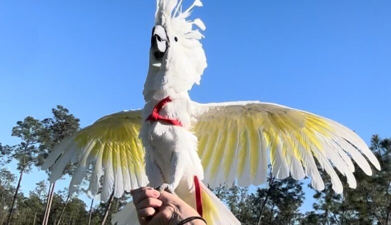 Cockatoo parrots for sale in Puerto Rico