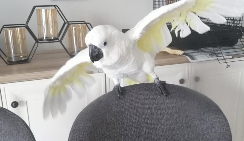 Cockatoos in Georgia