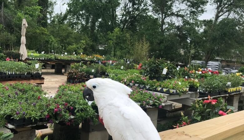 Cockatoo breeders in Sweden
