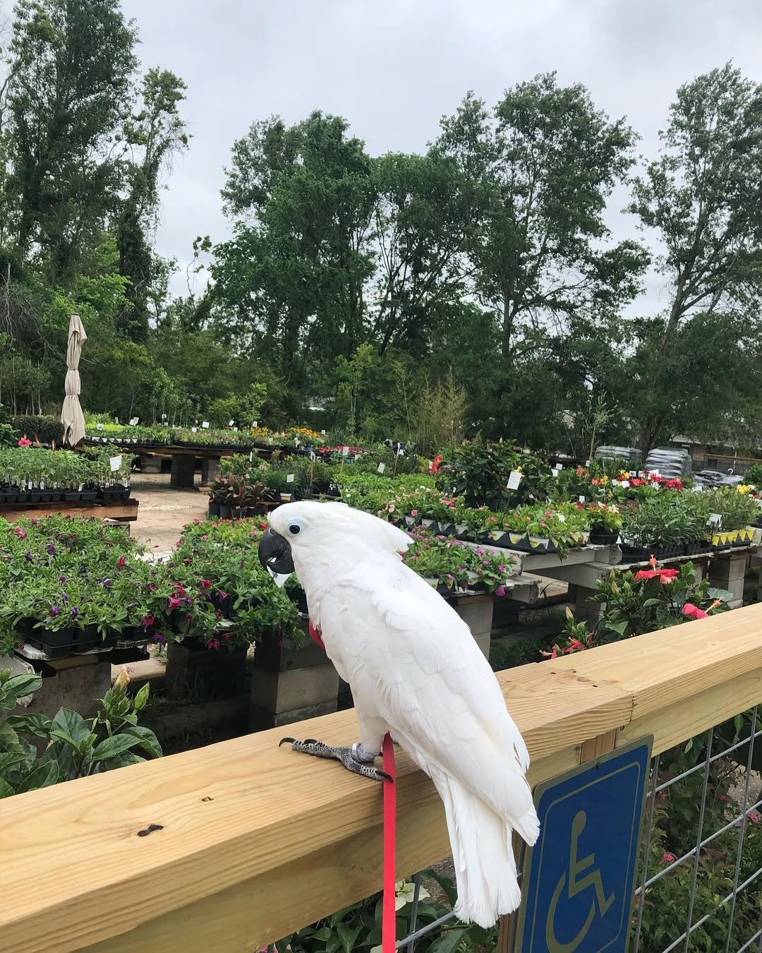 Cockatoo breeders in Sweden