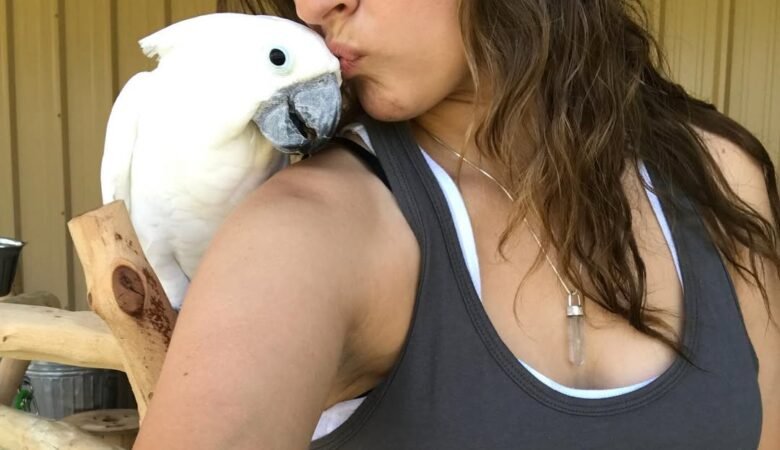 Cockatoo birds in Oklahoma