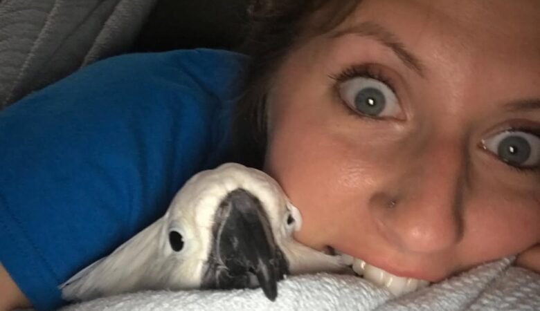 Cockatoo birds in Oregon