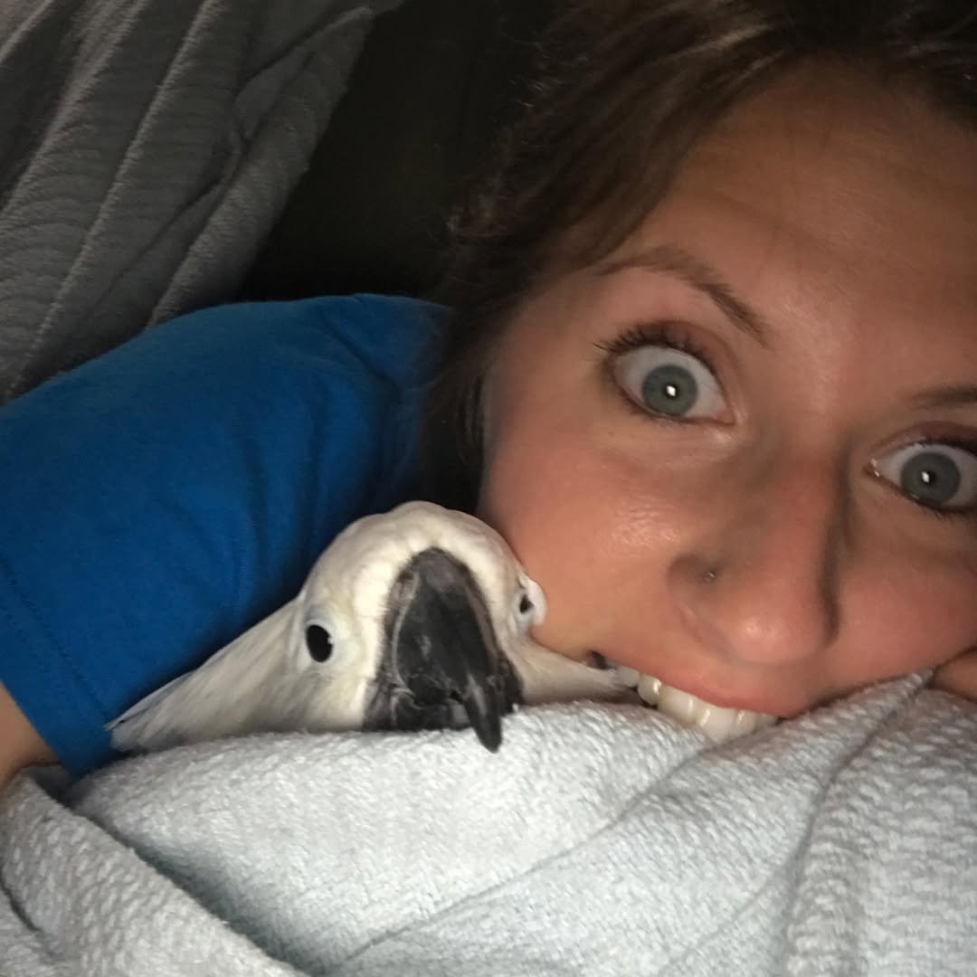 Cockatoo breeders in Germany