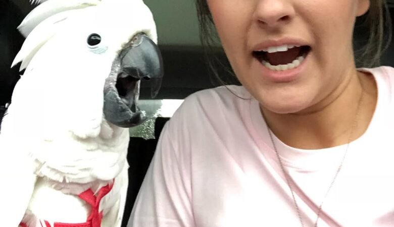 Cockatoo birds in Texas