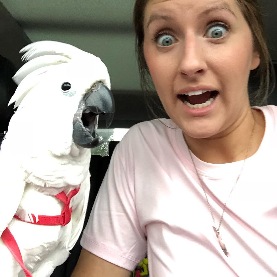 Cockatoo breeders in Norway