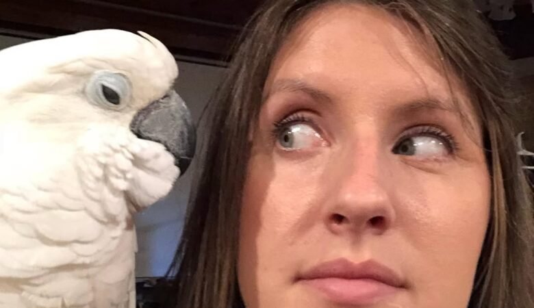 Cockatoo birds in Tennessee