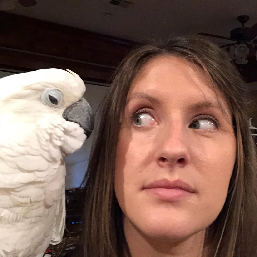 Cockatoo breeders in United Arab Emirates