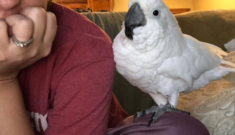 Cockatoo birds for sale in France