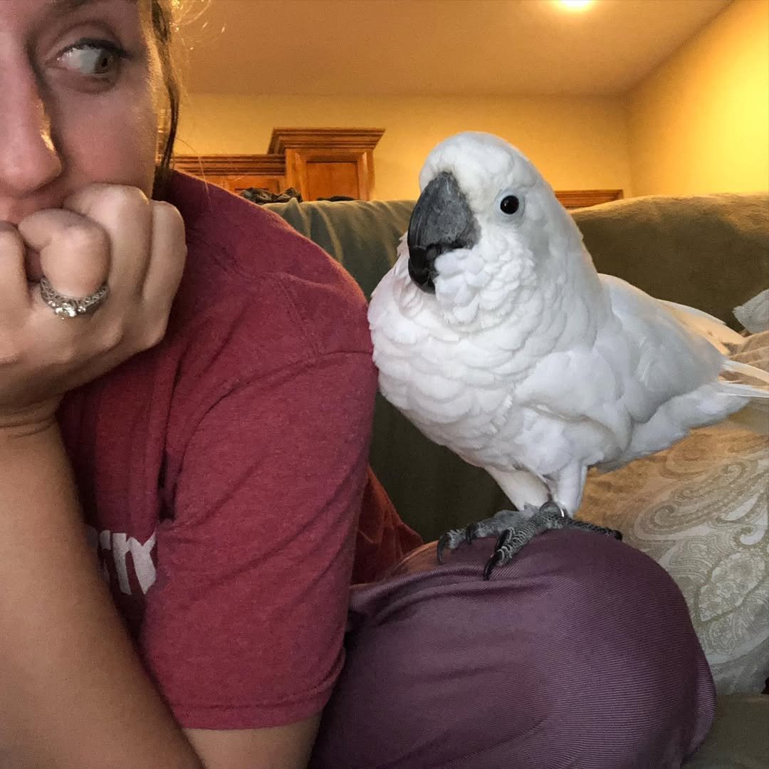 Cockatoo breeders in Denmark