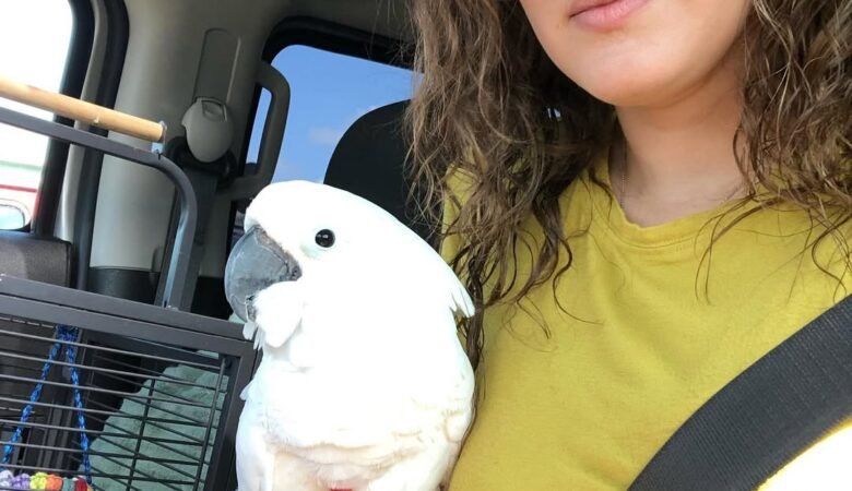 Cockatoo parrots in Oklahoma