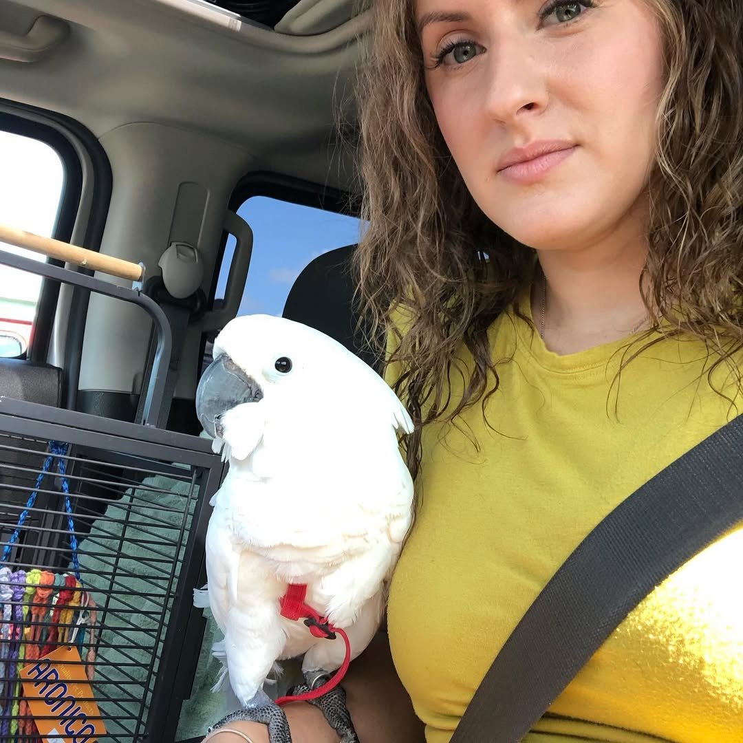 Cockatoo breeders in Australia