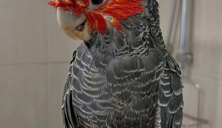 Cockatoo parrots in Texas