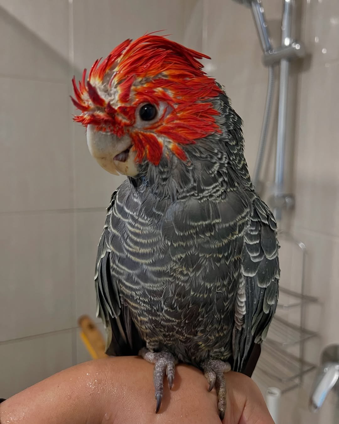 Cockatoo breeders in Puerto Rico