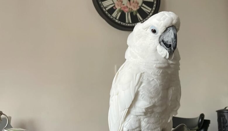 Cockatoo parrots for sale in United Kingdom