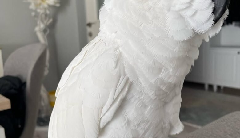 Cockatoo parrots in Arizona