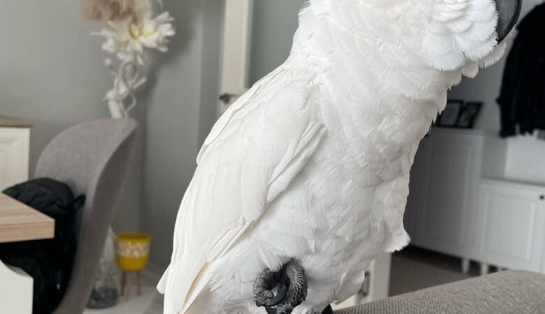 Cockatoo birds for sale in Norway