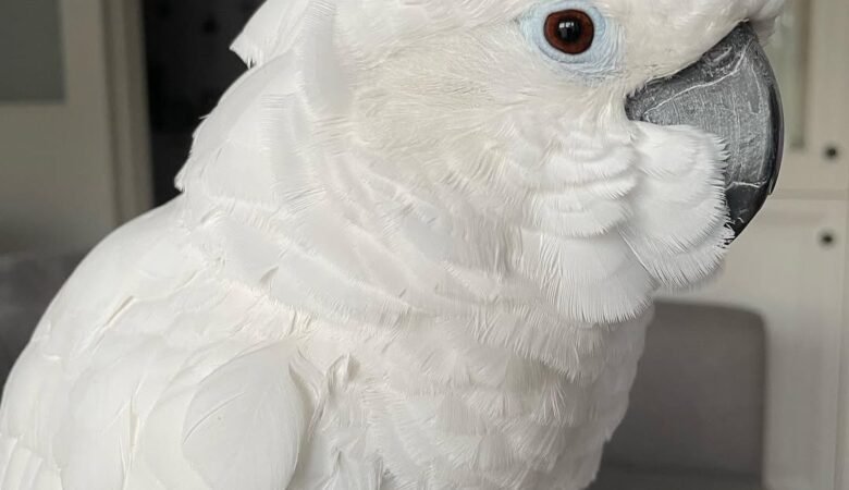 Cockatoo parrots in South Carolina