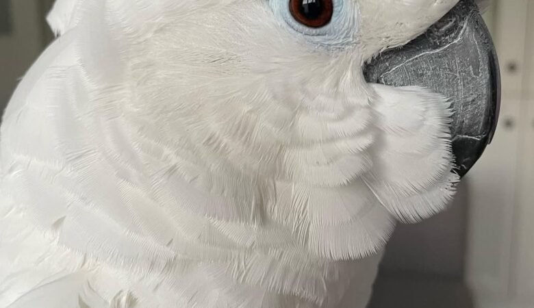 Cockatoo birds for sale in Sweden