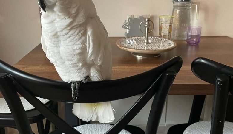 Cockatoo breeders in California