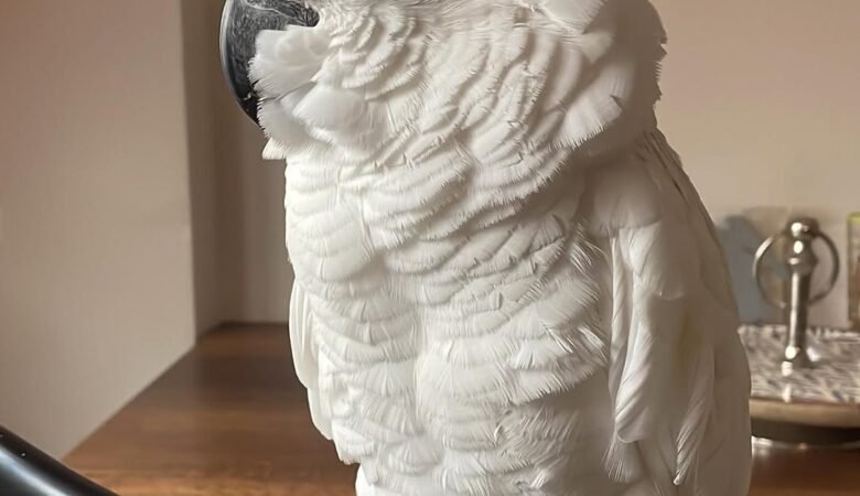 Cockatoo birds in Florida