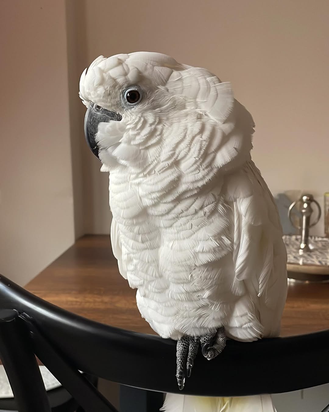 Cockatoo breeders in Connecticut